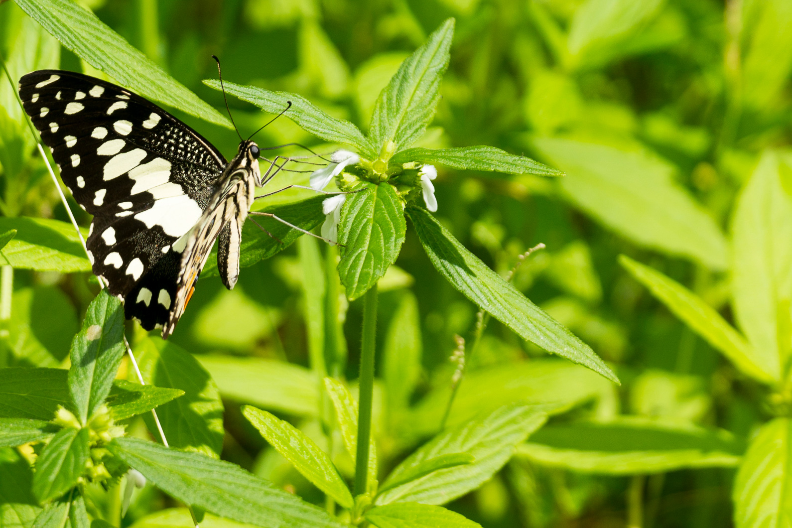20141116 111141 Fahrradtour entlang des Parfümflusses im Westen von Hue